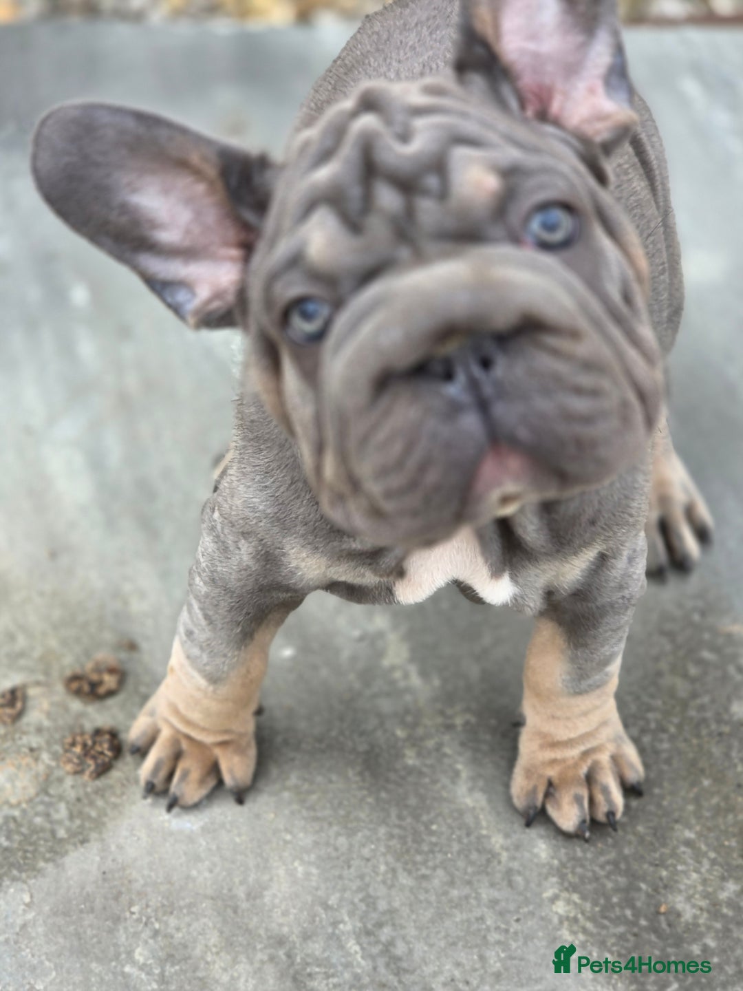 French Bulldog dogs for sale: Blue and tan merle french bulldogs - Image 7