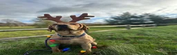 Labrador Retriever dogs for stud: KC Registered Proven Stud Labrador Retriever - Advert 4