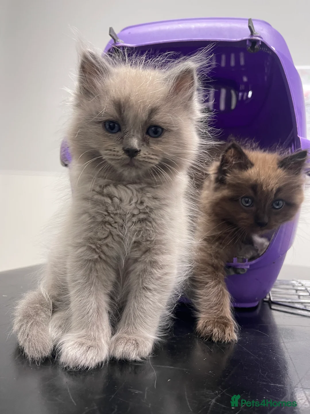 Ragdoll cats for sale: Pedigree Cherubim Blue Mink Ragdoll - Advert 8