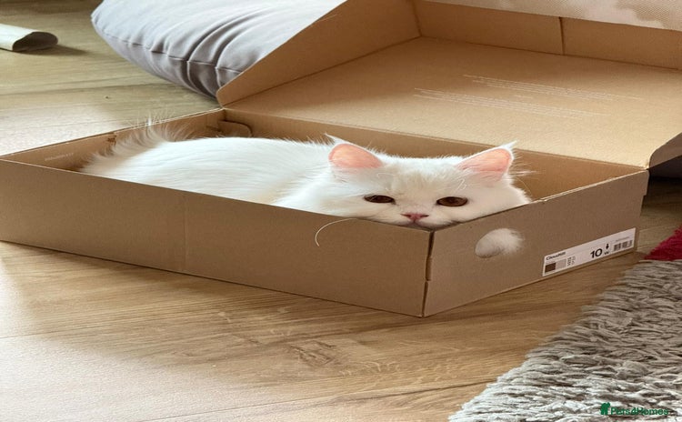 Mixed Breed cats - Advert 2