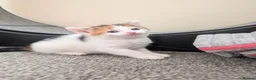Mixed Breed cats for sale: Gorgeous kittens looking for forever homes - Advert 5