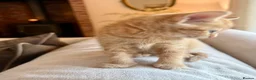 Mixed Breed cats for sale: Beautiful Ginger Kittens  - Advert 16