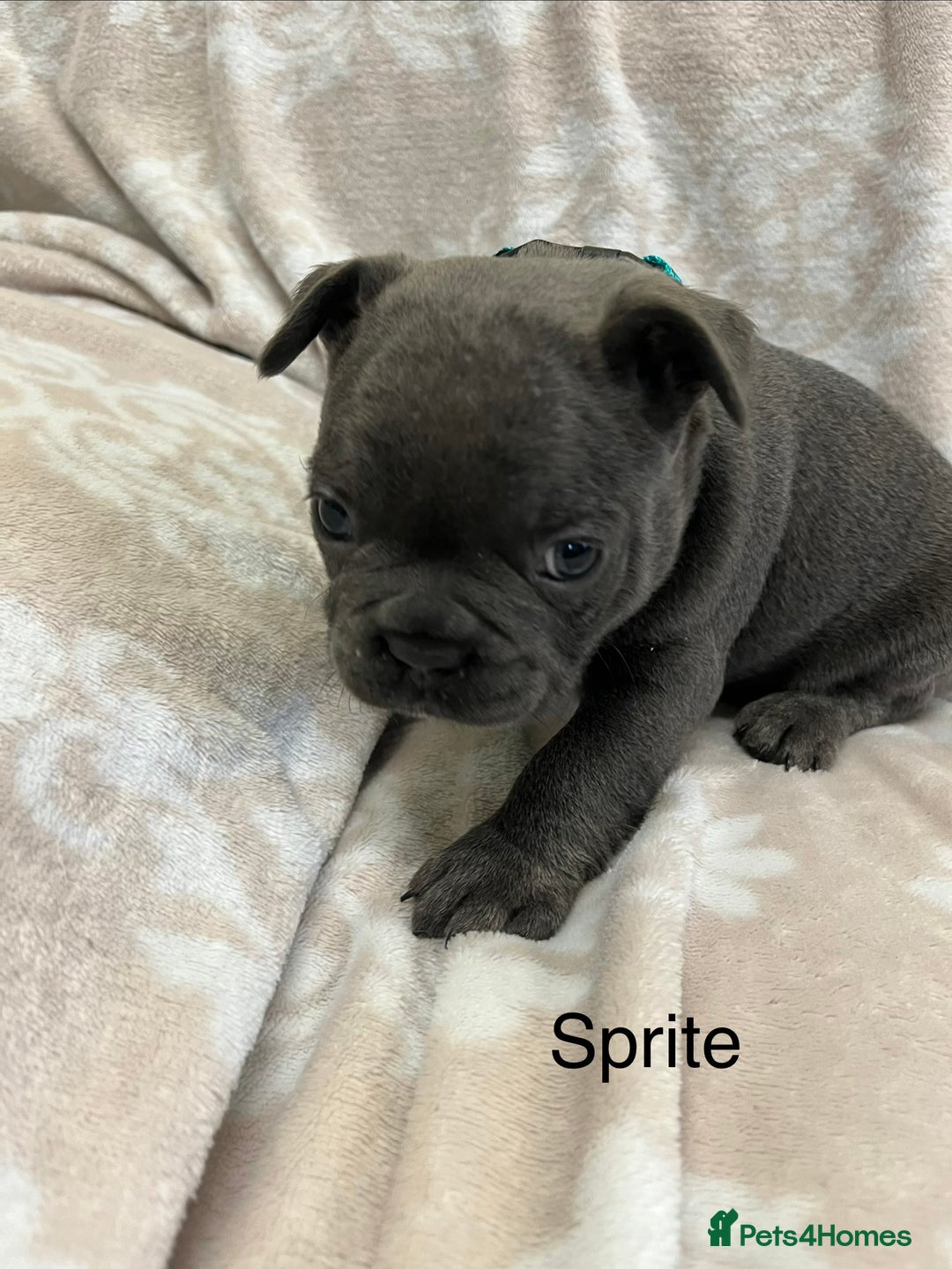 French Bulldog dogs for sale: Lovely Frenchies  - Advert 3