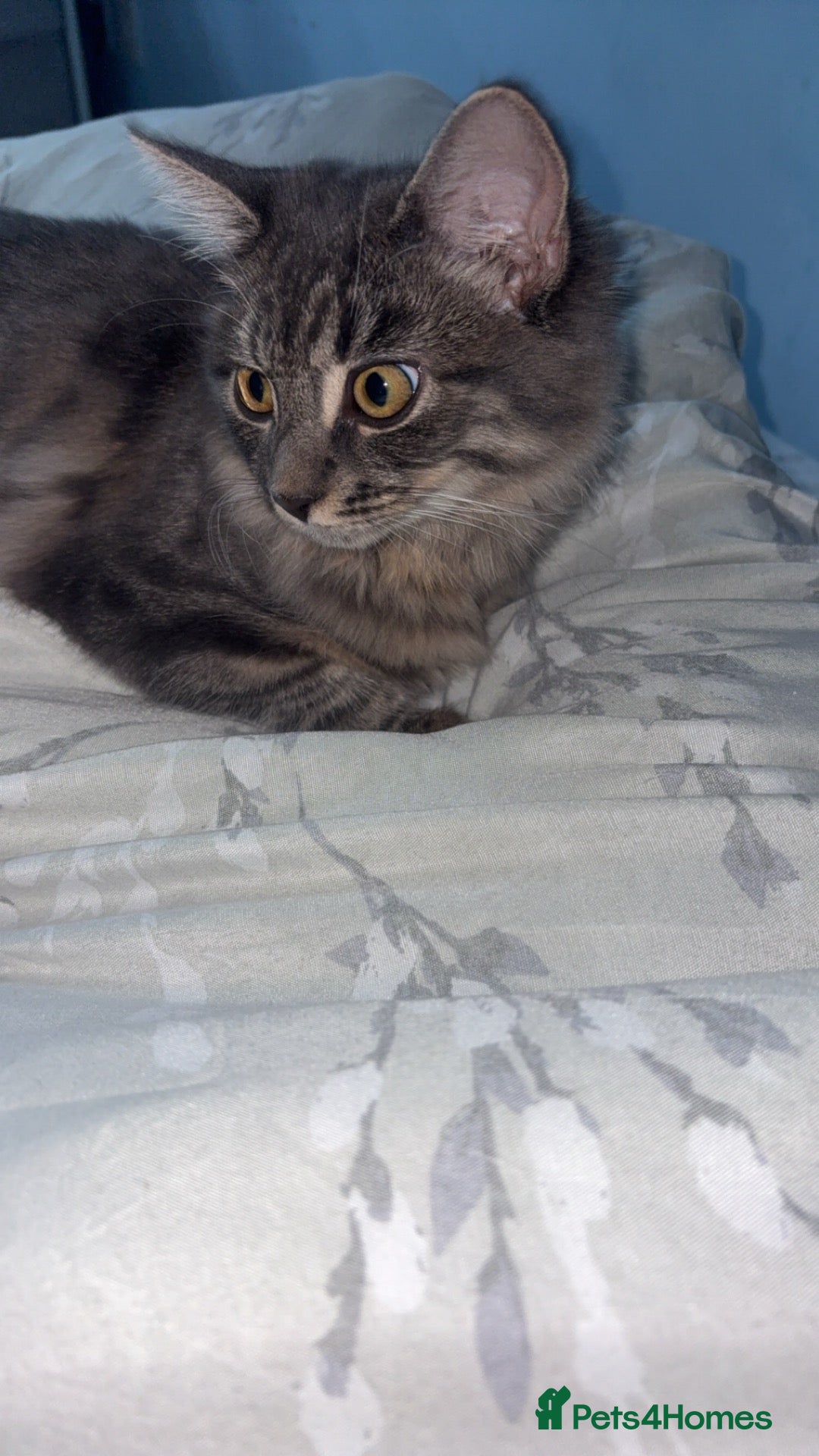 Mixed Breed cats for sale: Bonded kittens to be rehomed together - Advert 7