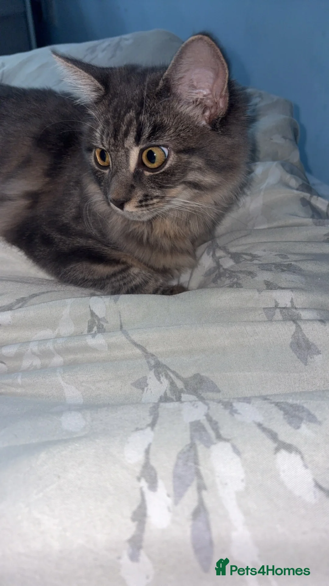 Mixed Breed cats for sale: Bonded kittens to be rehomed together - Advert 1