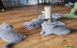 British Shorthair cats for sale: GCCF BSH Blue pedigree kittens for sale - Image 19