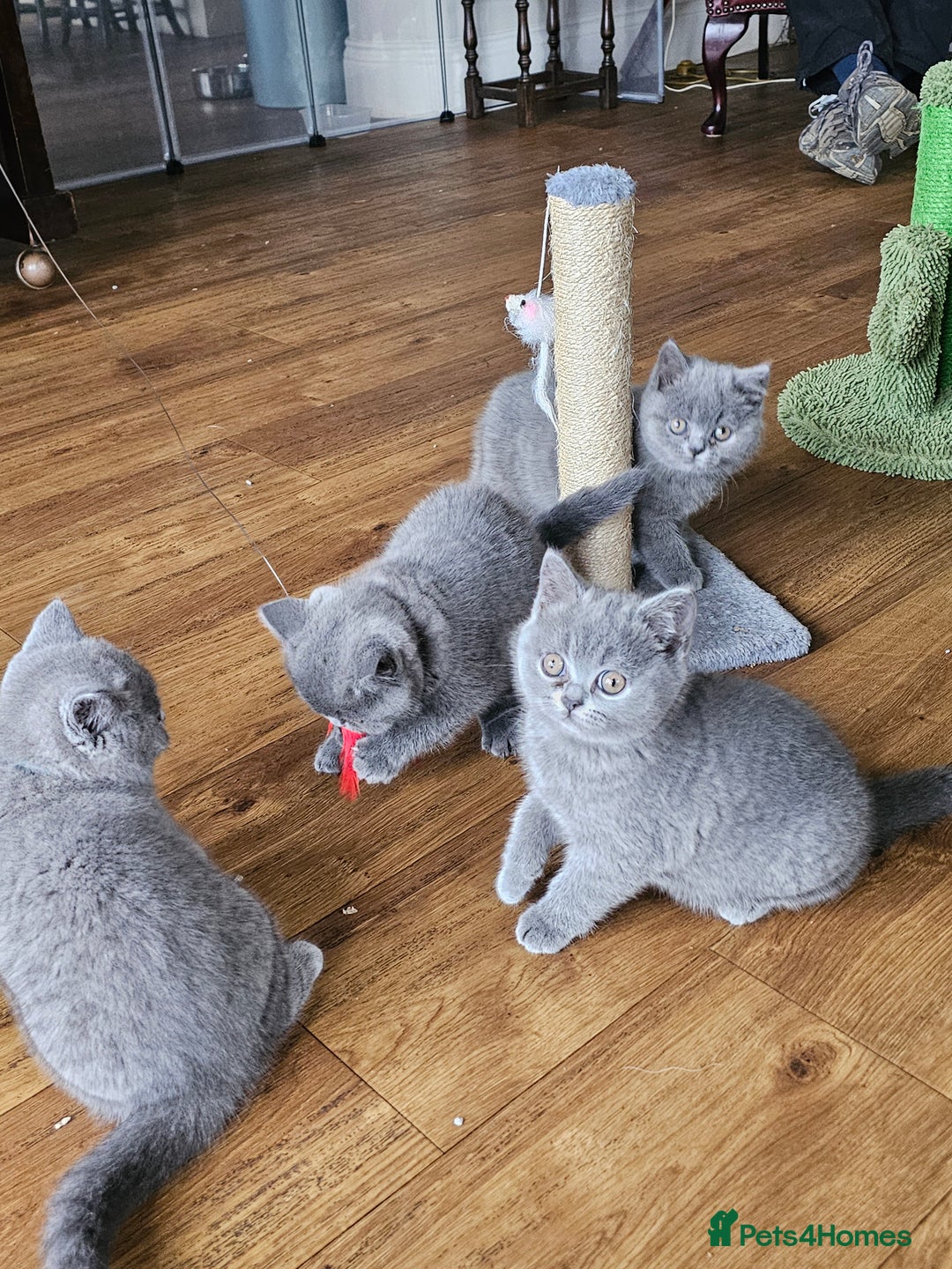British Shorthair cats for sale: GCCF BSH Blue pedigree kittens for sale - Image 19