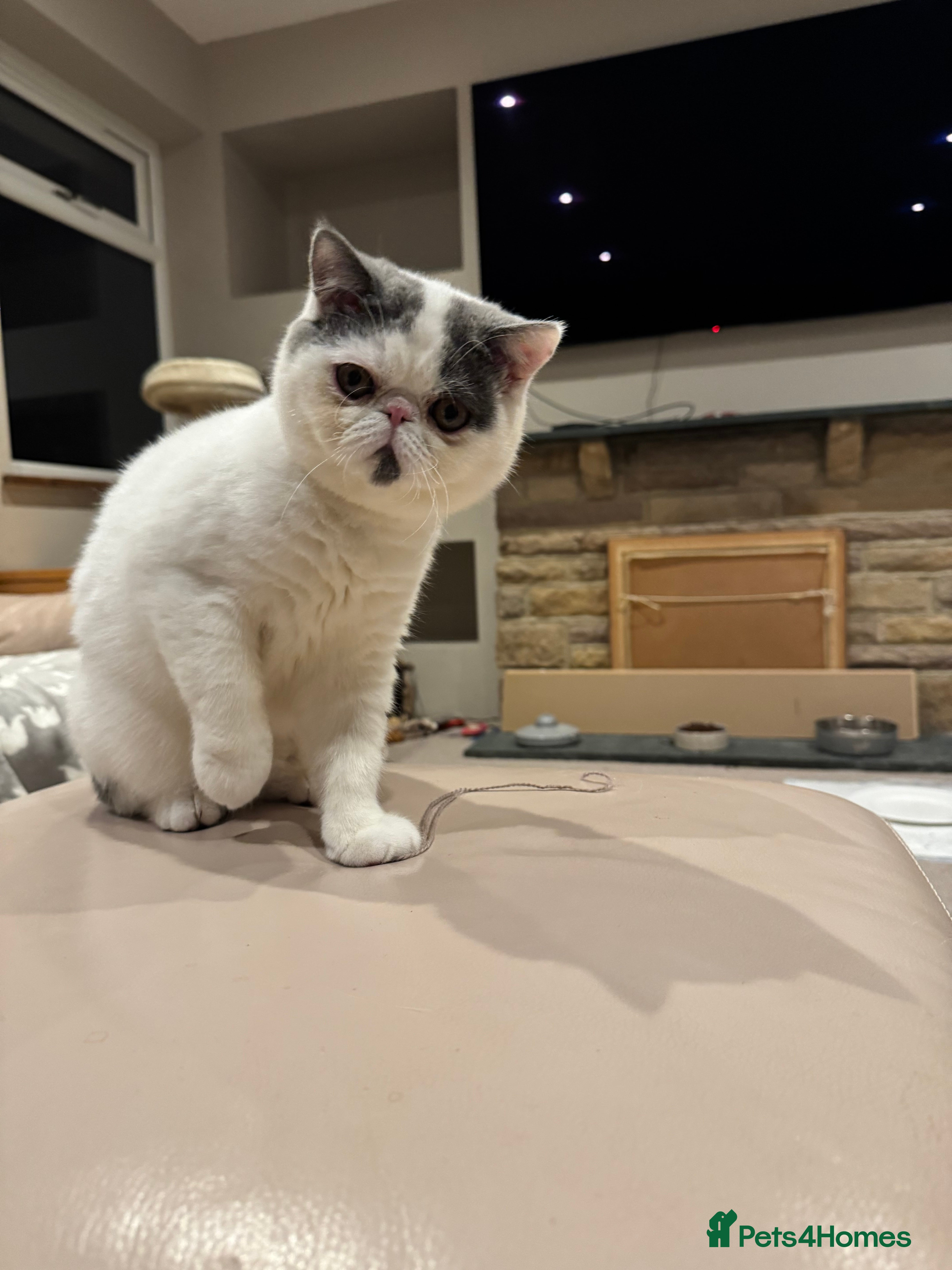 Exotic cats Beautiful Exotic kitten - Advert 1