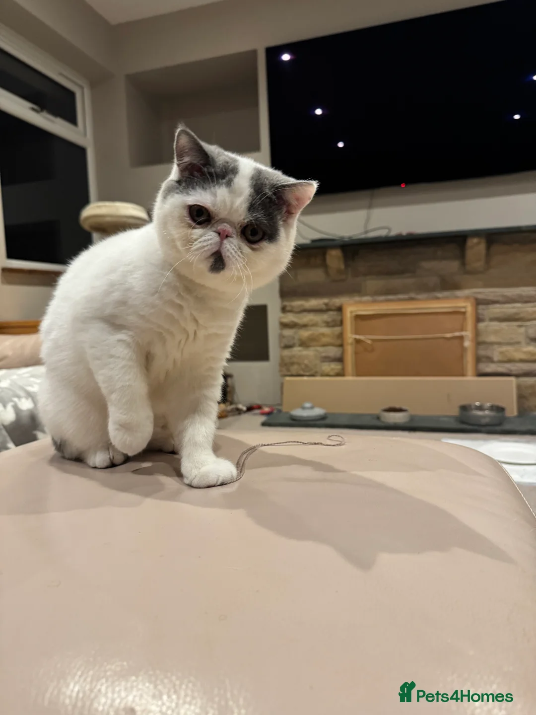 Exotic cats for sale: Beautiful Exotic kitten - Advert 1