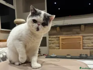 Exotic cats Beautiful Exotic kitten - Advert 1