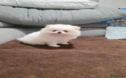 Pomeranian dogs for sale: Pomeranians of the original breed  - Image 12