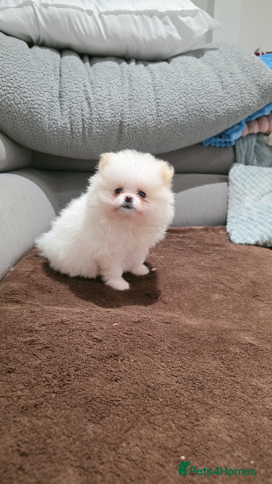 Pomeranian dogs for sale: Pomeranians of the original breed  - Image 12
