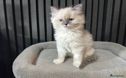 Ragdoll cats for sale: ragdoll kittens - Image 4