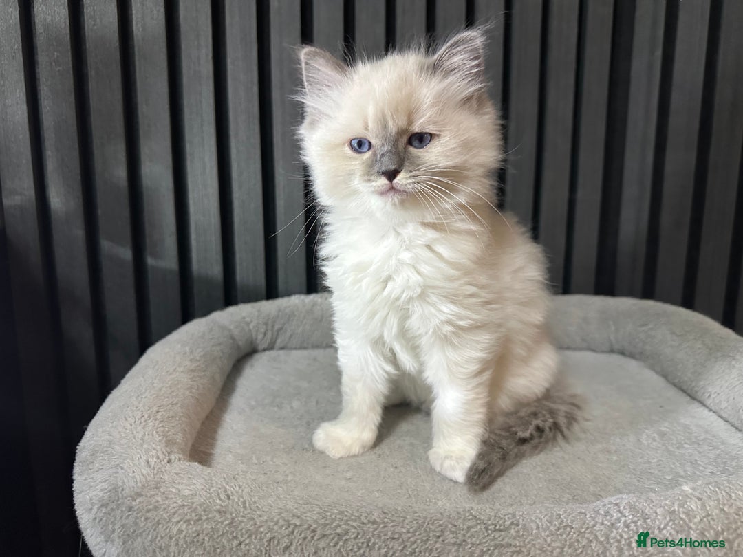 Ragdoll cats for sale: ragdoll kittens - Image 4