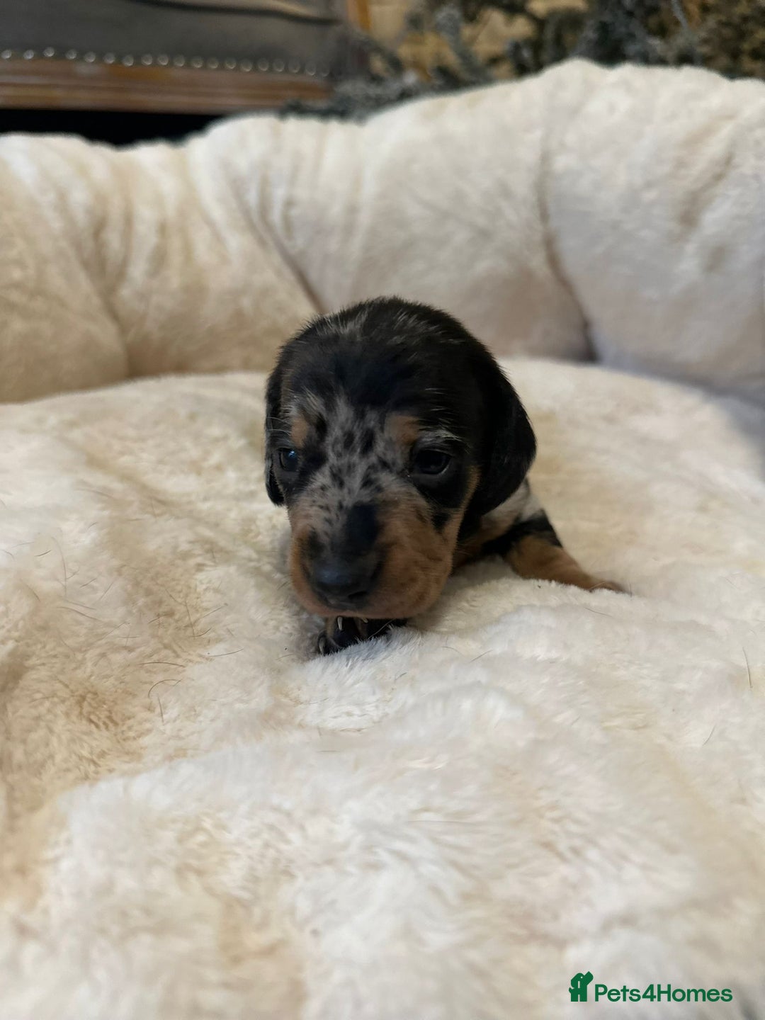 Miniature Dachshund dogs for sale: Miniature Dachshund Puppies - Advert 10