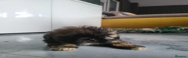 Shih Tzu 4