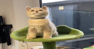 British Shorthair cats - Advert 4