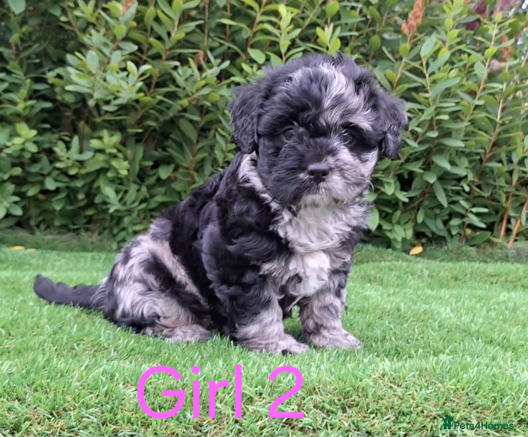 Miniature Poodle dogs for sale: Foodle French Bulldog X Poodle Ready Now - Image 5