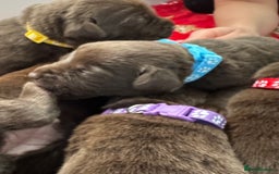 Labrador Retriever dogs for sale: 5 Stars 🌟 Chocolate Labradors  🌟  - Image 6