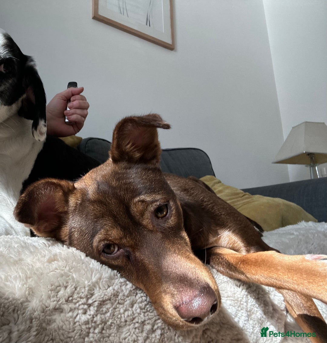 Mixed Breed dogs for sale: 2 year old unneutered female free - Image 1