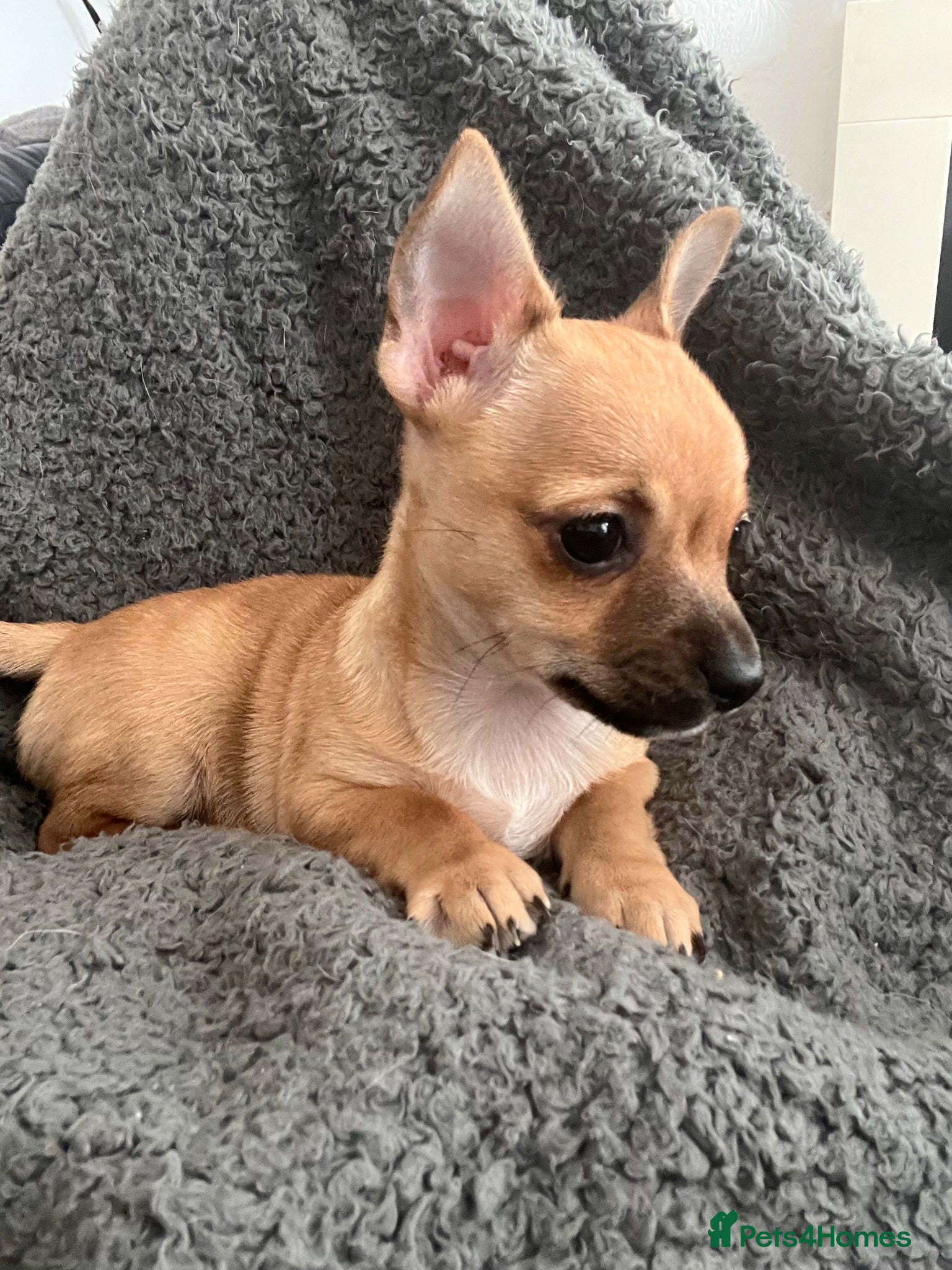Chihuahua dogs Tan and white tiny chihuahua puppy male - Advert 10