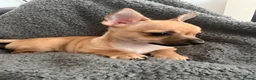 Chihuahua dogs for sale: Tan and white tiny chihuahua puppy male - Advert 1