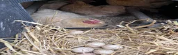 Chickens poultry for sale: Purebred bantam chicks - to point of lay birds - Advert 6