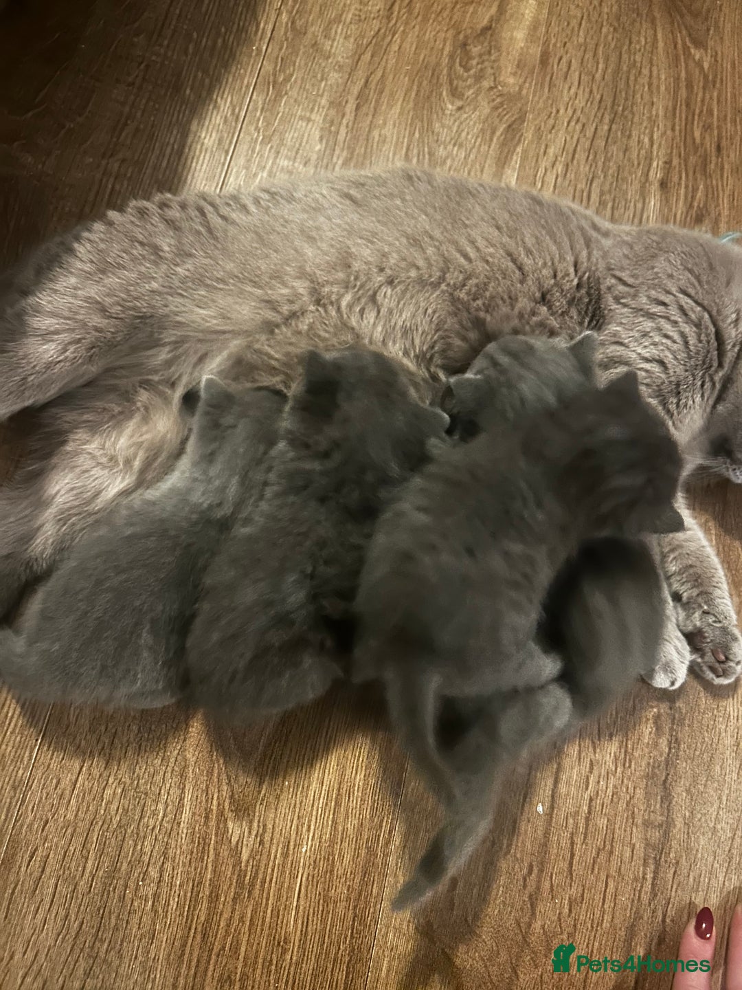 British Shorthair cats for sale:  British Shorthair Kittens – Ready Feb 2026 🐾 - Advert 7