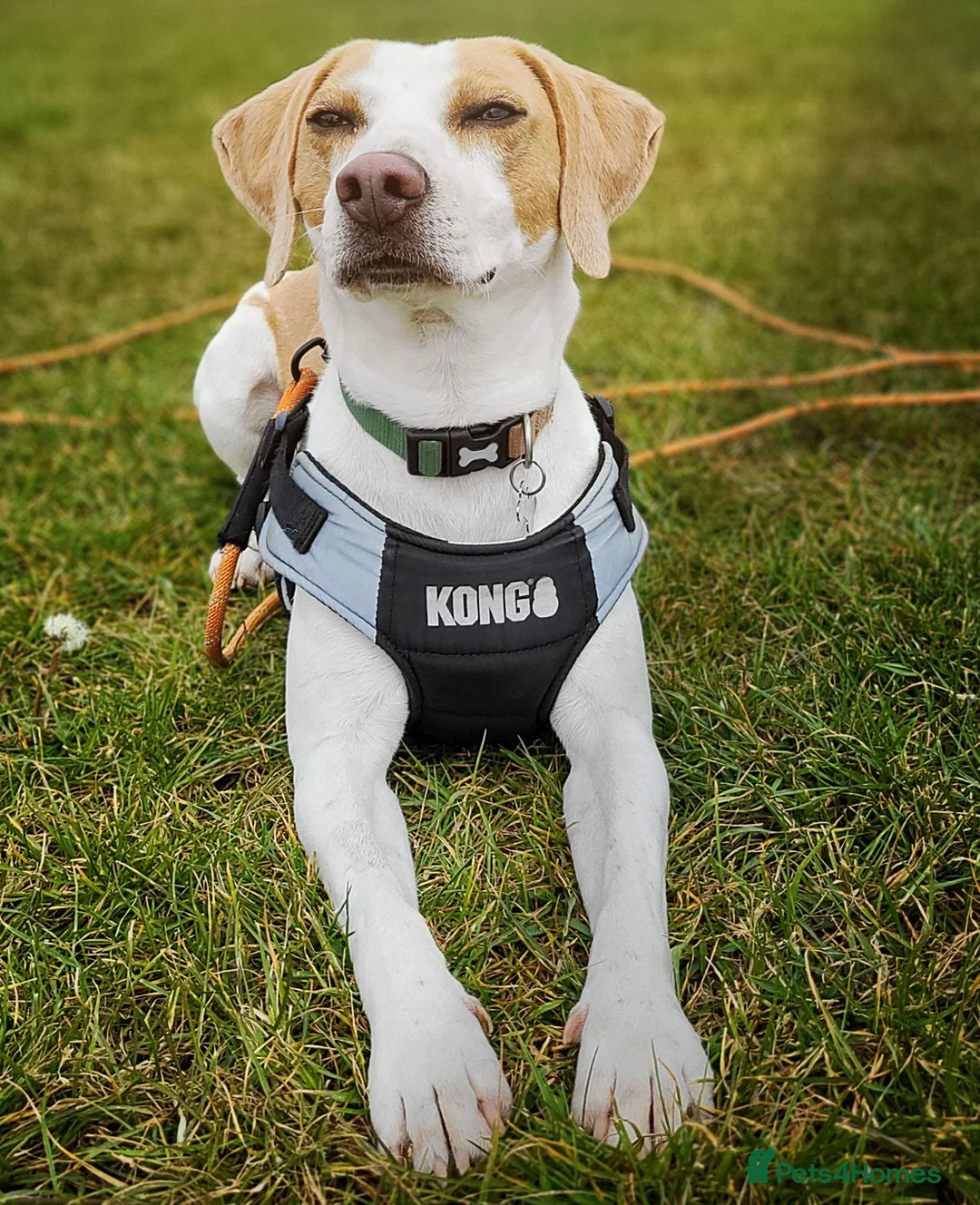 Mixed Breed dogs for sale: Milo The Lemon Cross Beagle - Advert 2