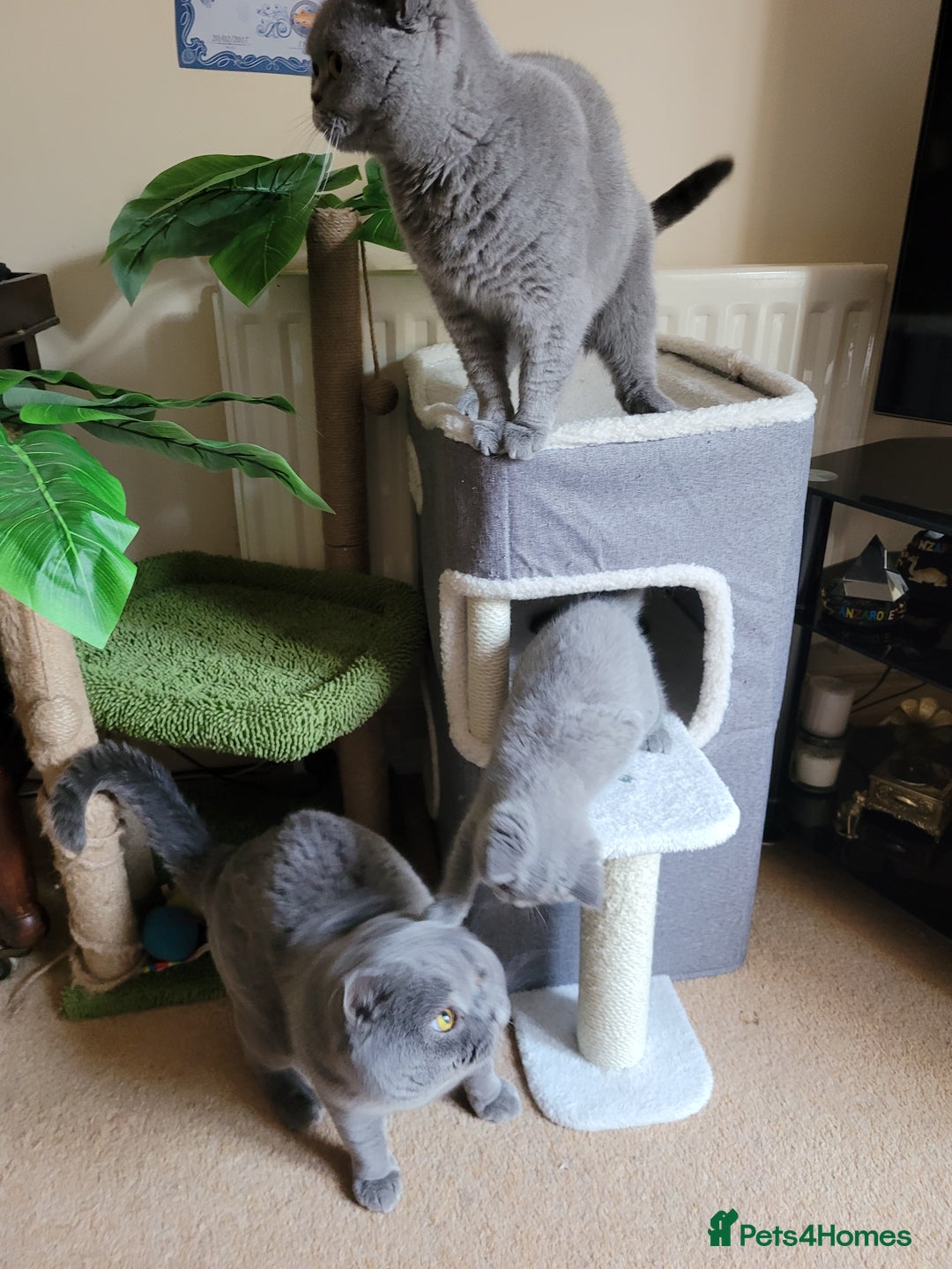 British Shorthair cats for sale: BRITISH SHORTHAIR KITTEN - Advert 4