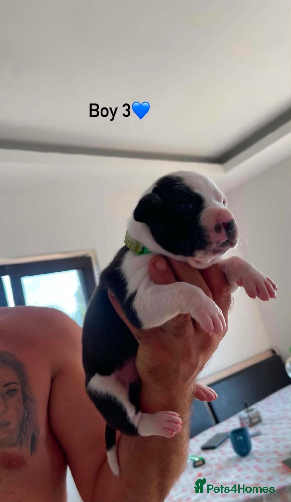 Staffordshire Bull Terrier dogs 10 beautifull blue staffy  - Advert 2