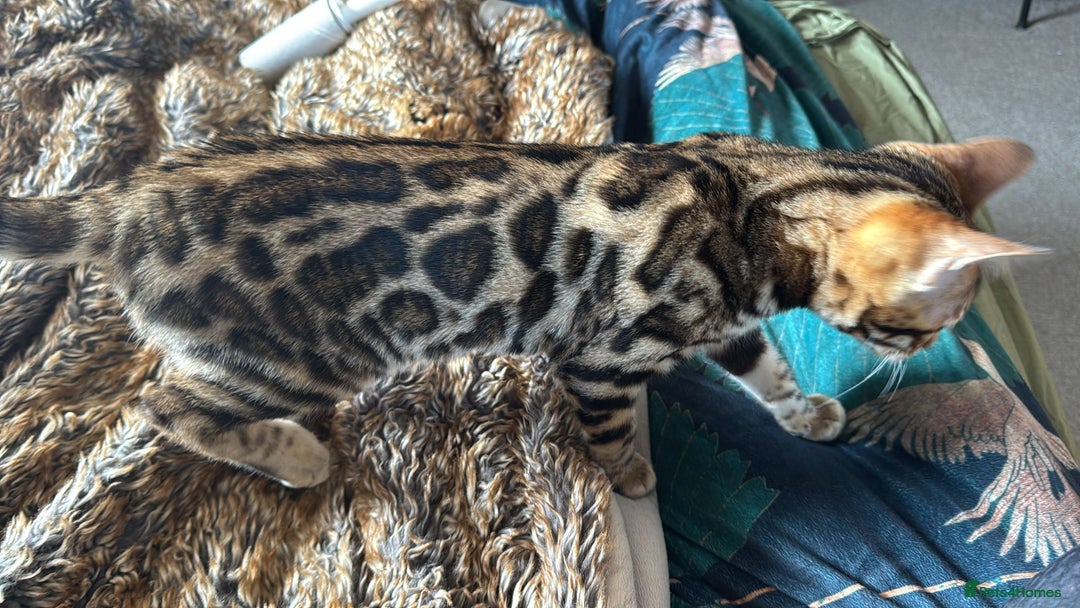 Bengal cats for sale: ✨️2 Kittens left! 🐱 in Berkhamsted - Image 10