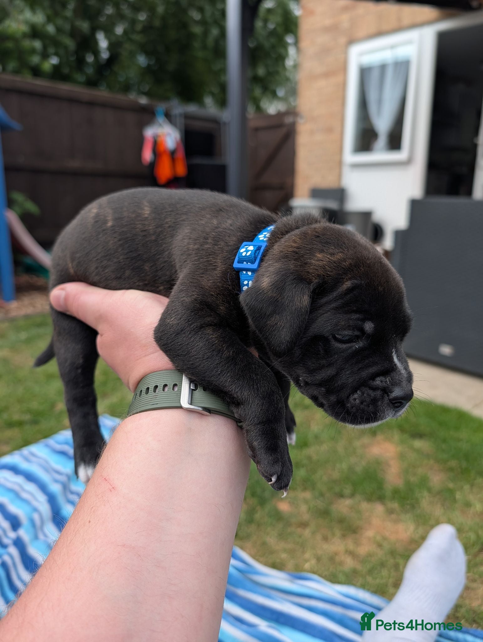 Staffordshire Bull Terrier dogs Stunning Brindle & White Staffy Pups - Advert 2