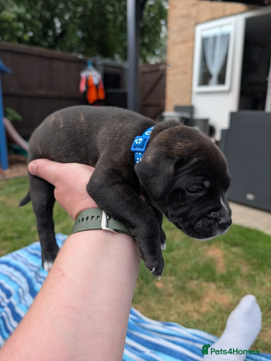 Staffordshire Bull Terrier dogs for sale: Stunning Brindle & White Staffy Pups - Advert 2