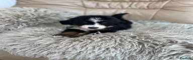Bernese Mountain Dog 4