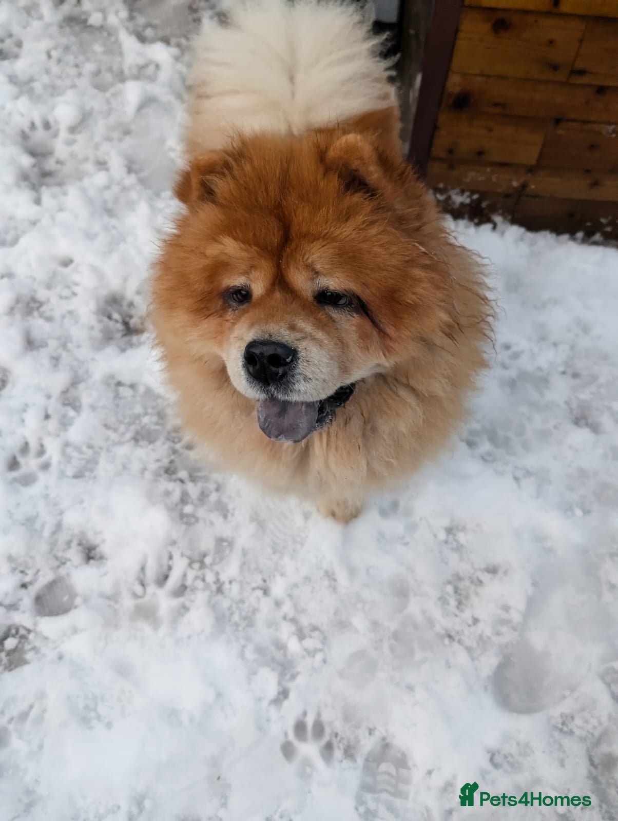 Chow Chow dogs Chow chow  - Advert 8