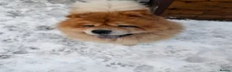 Chow Chow dogs for sale: Chow chow  - Advert 1