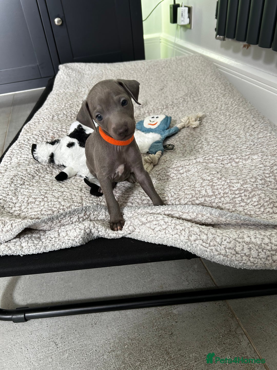 Italian Greyhound dogs for sale: Gorgeous iggy pups - Image 7