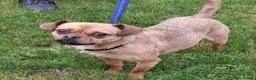 Mixed Breed dogs for adoption: Searcher - Fakenham Norfolk  - Advert 8