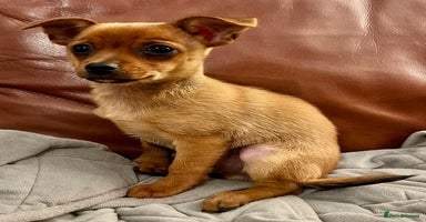 Chihuahua dogs - Advert 16