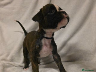Boxer dogs Part European quality KC Reg Boxers - Advert 1