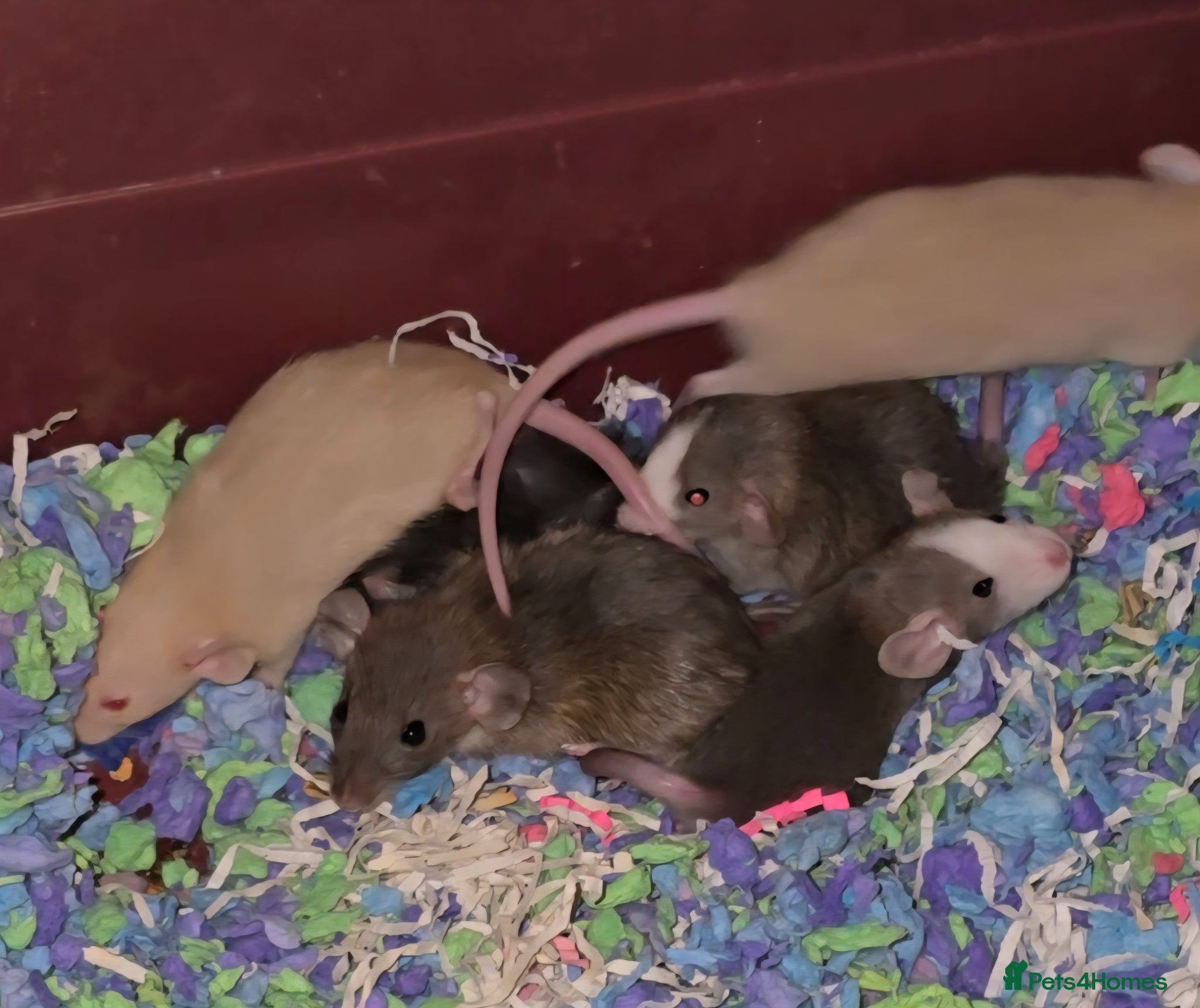 Rat rodents Dumbo Dwarf Rats - Advert 8