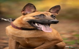 Belgian Shepherd Dog dogs for sale: Belgian Malinois Male  - Advert 3