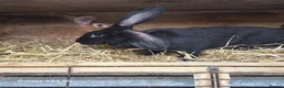 New Zealand rabbits for sale: New Zealand - Advert 7