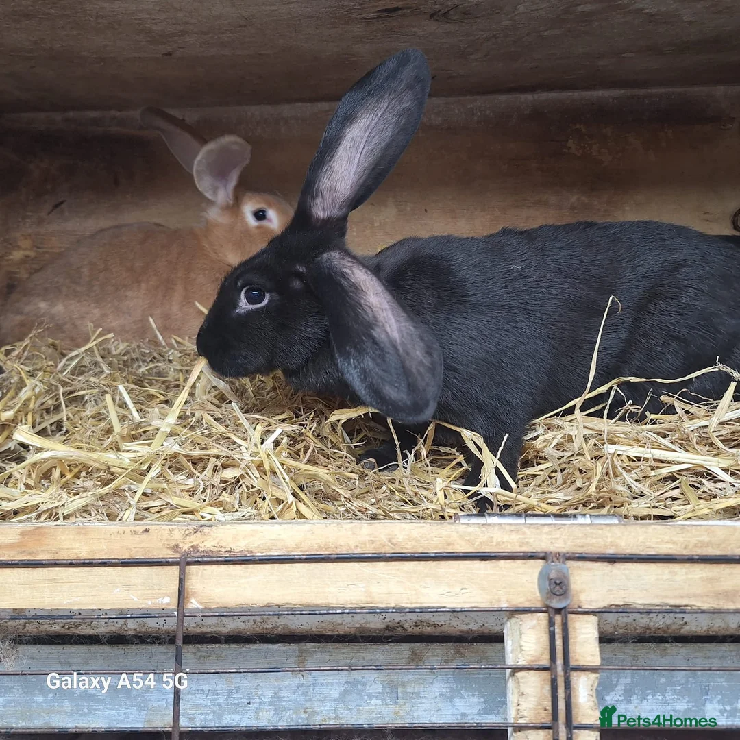 New Zealand rabbits for sale: New Zealand - Advert 7