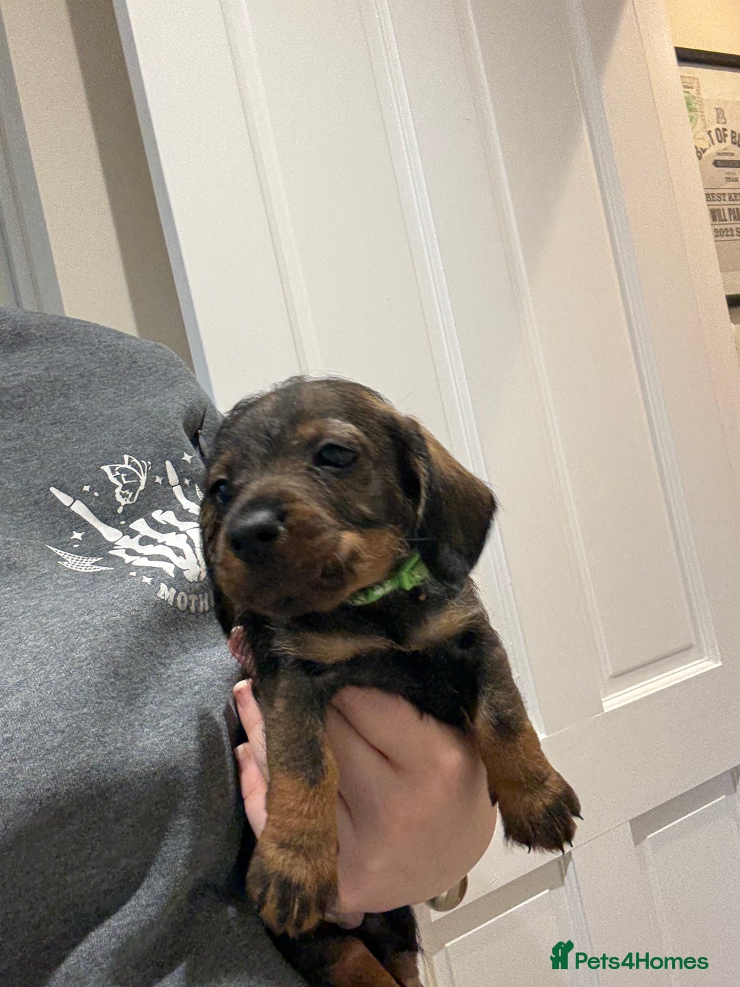 Miniature Dachshund dogs for sale: Wirehaired Teckel puppies READY NOW  - Advert 7