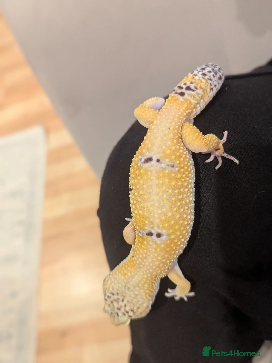 Gecko reptiles for sale: £40 ONO friendly male leopard gecko in Ashford - Advert 2