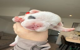 French Bulldog dogs for sale: Beautiful Boy Frenchie Puppy - Image 14
