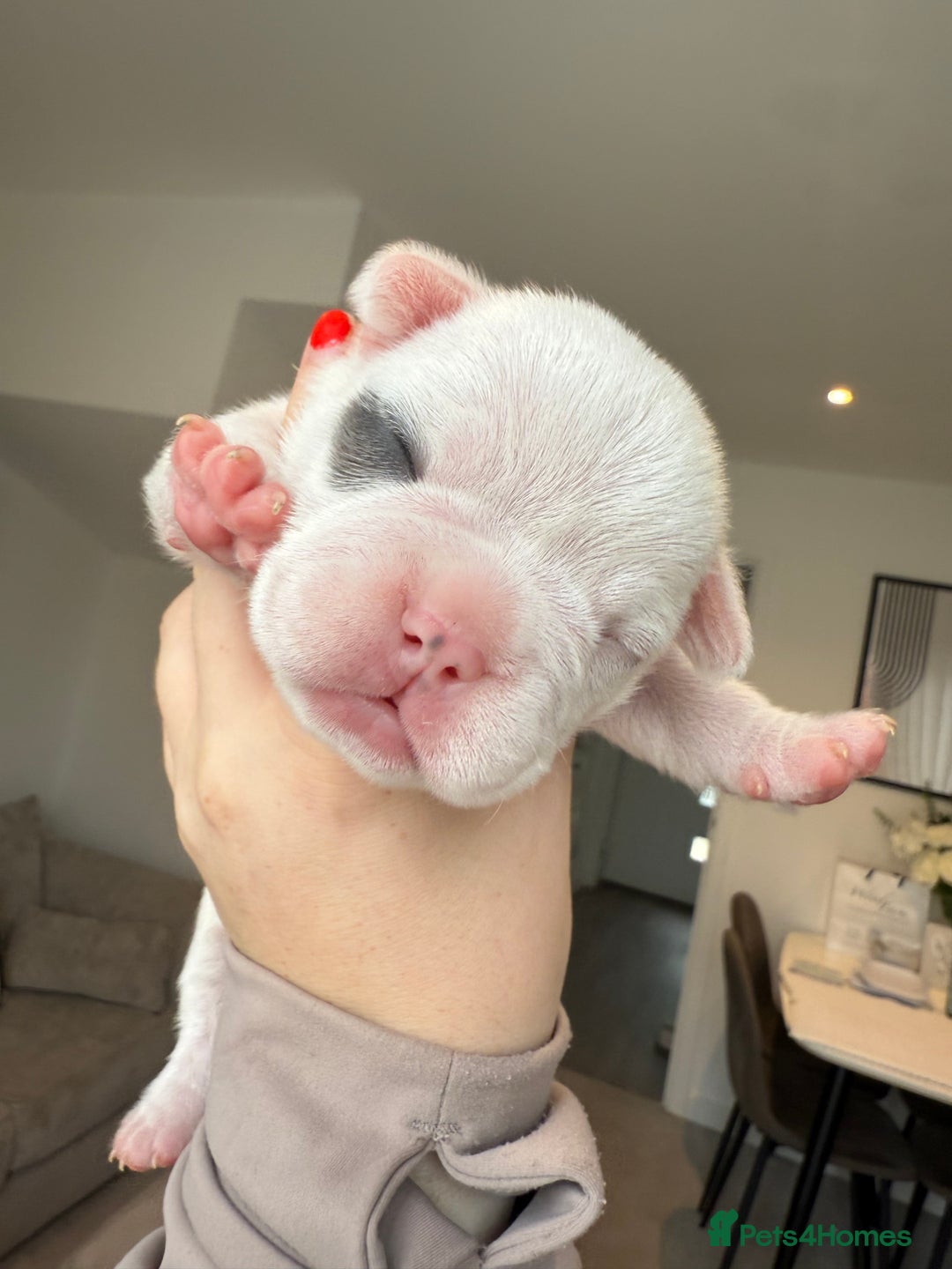 French Bulldog dogs for sale: Beautiful Boy Frenchie Puppy - Image 14