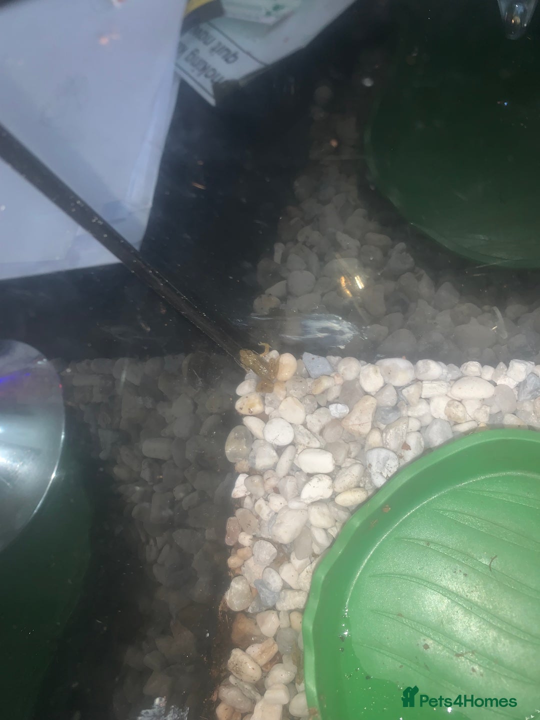 Frog reptiles for sale: Frog for sale  - Image 3